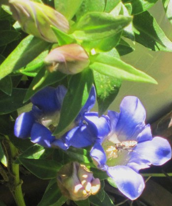 ジンジャ―リリーと竜胆の花～２