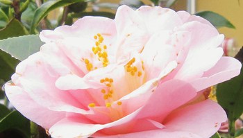 桜開花状況　＆　アトリエスケジュール　（４月１日までお休みです）