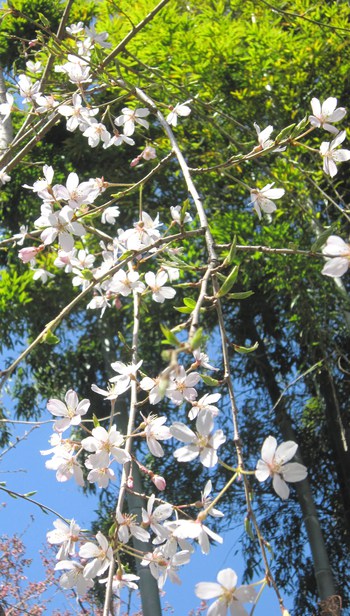 庭の桜リレー咲き～❀「一重の枝垂れ桜」
