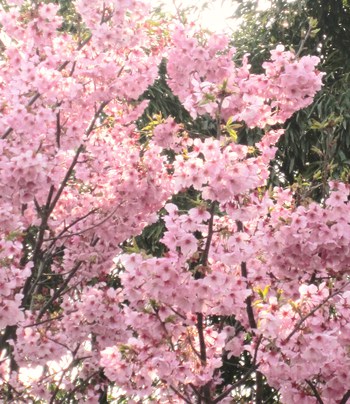 桜～❀～SAKURA～❀～さくら～❀