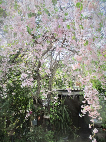 　「吉川よしひろさんのチェロlive♪　&　庭の桜のリレー咲き