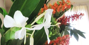 ジンジャ―の花～白（ジンジャ―リリー）