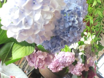 紫陽花の季節～明日１８～１９日はお休みさせて頂きます。
