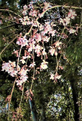 お花の見ごろシーズン♪アトリエアトリエ＆ファバラカフェ宿根草．ご案内・スケジュール