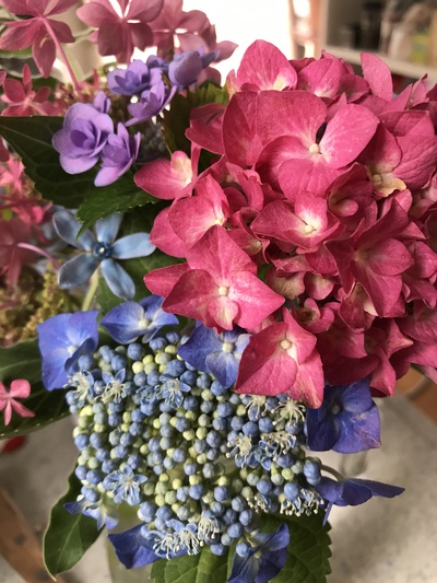 紫陽花の水切り❣️٩(๑❛︎ᴗ❛︎๑)۶❣️