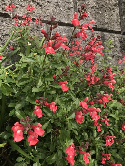 本日の庭の花②❣️✩︎°。⋆︎⸜(ू。•ω•。)❣️ 本日の庭の花②❣️✩︎°。⋆︎⸜(ू。•ω•。)❣️