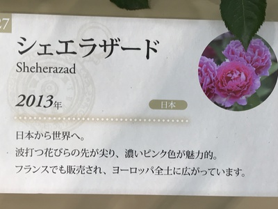 国際バラとガーデニングショウ❣️④❣️ 国際バラとガーデニングショウ❣️④❣️
