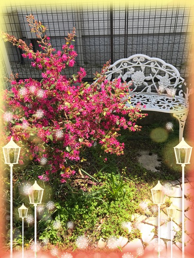 今日の庭の花たち❣️٩(๑❛︎ᴗ❛︎๑)۶タイツリソウ❣️