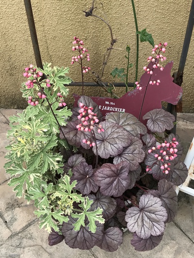 本日の庭の花②❣️✩︎°。⋆︎⸜(ू。•ω•。)❣️ 本日の庭の花②❣️✩︎°。⋆︎⸜(ू。•ω•。)❣️