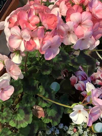 本日の庭の花②❣️✩︎°。⋆︎⸜(ू。•ω•。)❣️ 本日の庭の花②❣️✩︎°。⋆︎⸜(ू。•ω•。)❣️