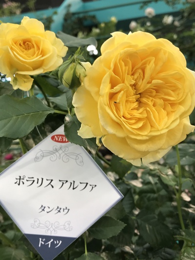 国際バラとガーデニングショウ❣️④❣️ 国際バラとガーデニングショウ❣️④❣️