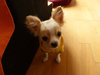 ★孫 犬さん★★★ ★孫 犬さん★★★