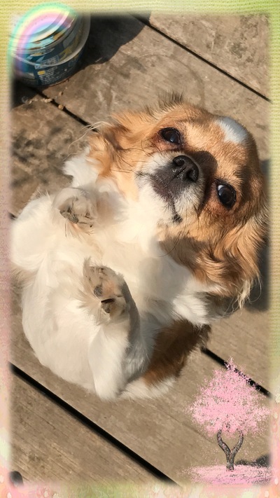 7匹の麻呂眉族❣️٩(๑❛︎ᴗ❛︎๑)۶❣️ 7匹の麻呂眉族❣️٩(๑❛︎ᴗ❛︎๑)۶❣️