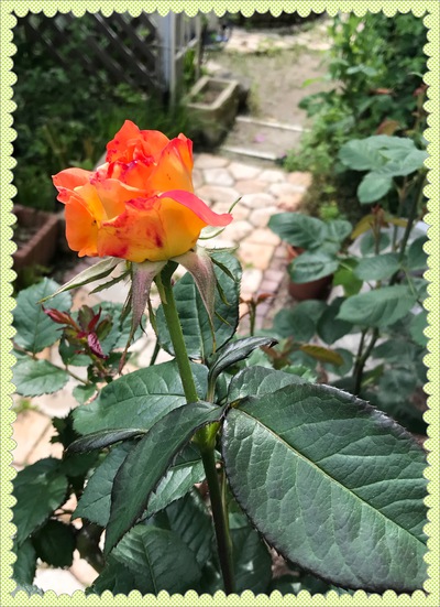 本日の庭の花②❣️✩︎°。⋆︎⸜(ू。•ω•。)❣️ 本日の庭の花②❣️✩︎°。⋆︎⸜(ू。•ω•。)❣️