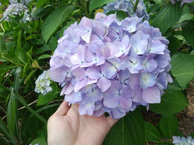 佐賀であじさい祭り(^^♪ 佐賀であじさい祭り(^^♪