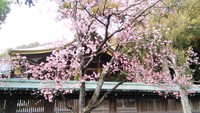 宮地嶽神社の開運桜