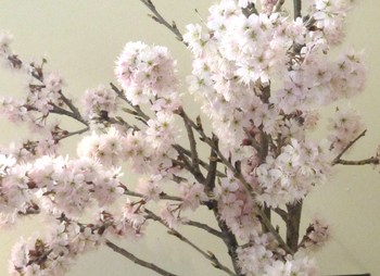 桜～満開