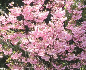 ”陽光桜”と”山中秀書”展