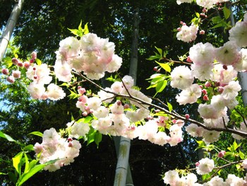 花祭り―仏生会　＆　満開の八重桜