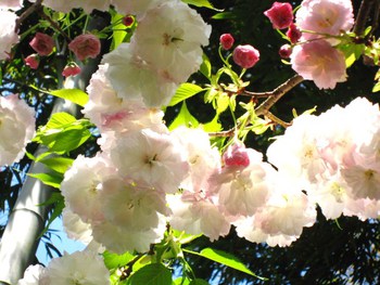 花祭り―仏生会　＆　満開の八重桜