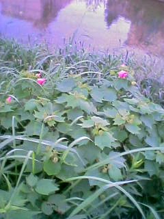 樋井川の野花