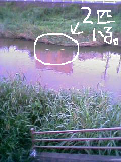 樋井川の鯉