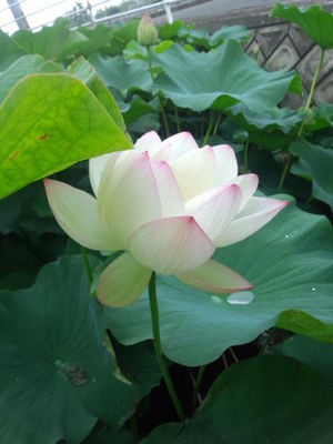 蓮咲く季節に(^^♪