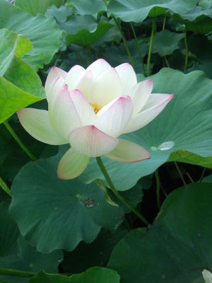 蓮咲く季節に(^^♪