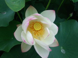 蓮咲く季節に(^^♪