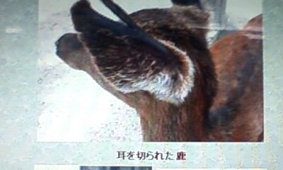 宮島の鹿の悲劇！！