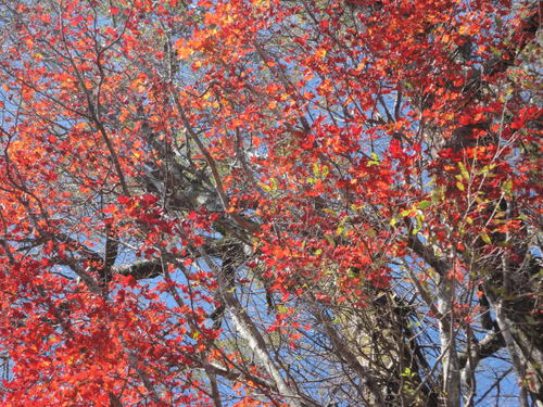 紅葉真っ盛りの九州脊梁・山犬切、七辺巡