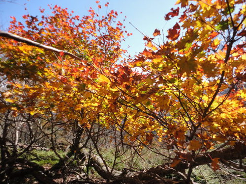 紅葉真っ盛りの九州脊梁・山犬切、七辺巡