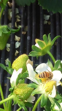 ミツバチ