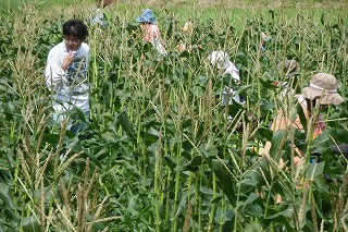 トウモロコシ収穫体験