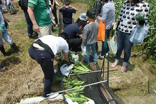 アサヒ飲料イベント開催　トウモロコシ収穫体験