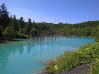 美瑛町の青い池です！！