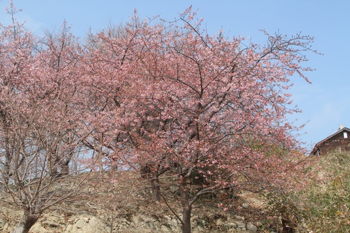 上蒲刈島で早咲きの河津桜とメジロ