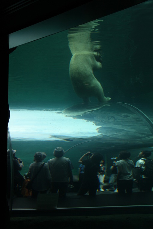 円山動物園のホッキョクグマ館水中トンネル
