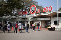 桜の季節の神戸市立王子動物園