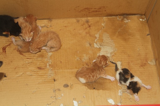 6匹の子猫産まれました