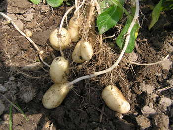 食育用ジャガイモの管理作業