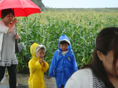 大雨の中のスイートコーン収穫体験