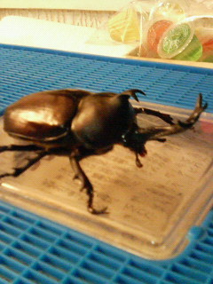 オスのカブトムシ