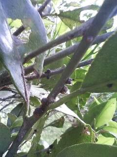 みかんの木　いつもの害虫「カイガラムシ」