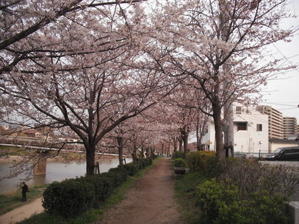 福岡桜前線
