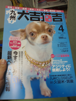 犬吉猫吉4号完成!