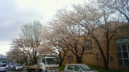 八女市総合体育館横の桜並木