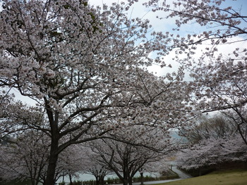 浦山公園の桜でーす！