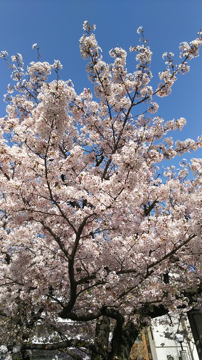 ⭐️桜⭐️