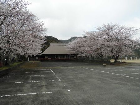 東谷の桜（ソメイヨシノ）2019
